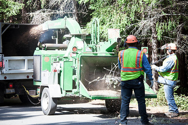 Best Seasonal Cleanup  in Springfield, OH