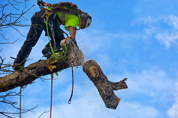 Leaf Removal in Springfield, OH